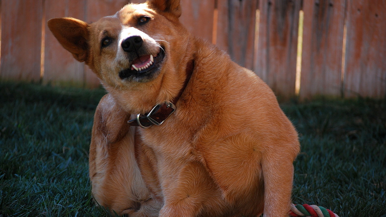 Fotos de perro con sarna